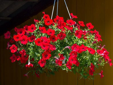 美丽的小红花朵 有绿茎和叶子 在装饰白吊篮里背景图片