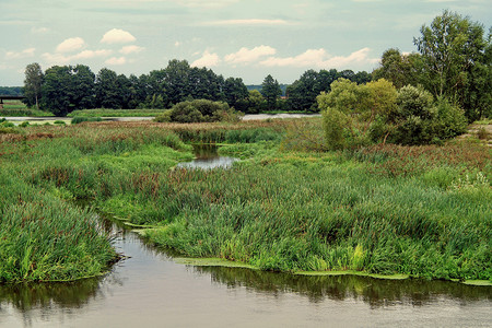 过去 一个池塘 现在沼泽地 生长过大了背景图片