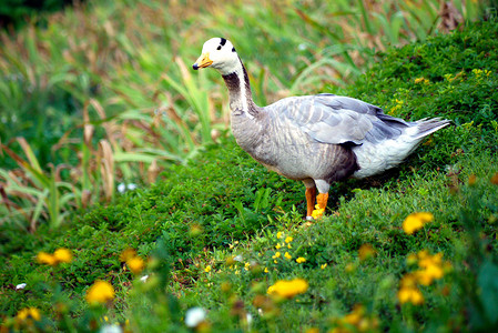 黑暗中一只鸭子一只可爱的鸭子 白头白脸 黑条纹站在绿地毯上的青草上 有黄色花朵背景
