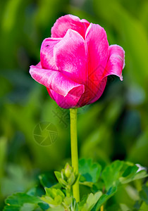 近身照片 粉红色大片的郁金香花 绿色叶子在高塔上背景图片