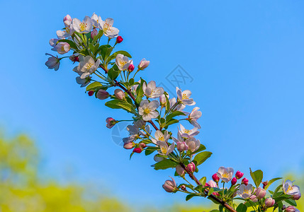 一个漂亮的开花樱桃树枝 上面开着白色的小花瓣和绿色的叶子背景图片