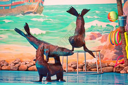 南毛海豹三只毛海豹 三只海狮在水族馆的演示中表演 其背景是一张有海观的图片背景
