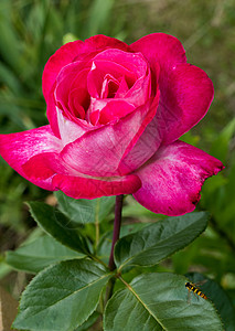 一个光荣的红红玫瑰花朵 巨大的花瓣和绿叶背景图片