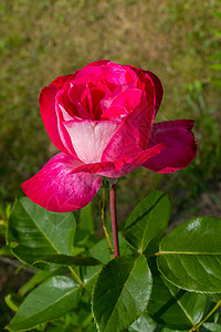 紧贴近身 一朵美丽的红红粉红色玫瑰 树干上有大片绿叶和刺背景图片