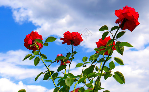 一片美丽的红桃花丛 不是一百万 而是美丽背景