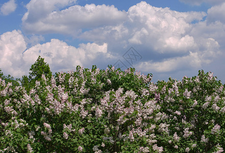 用绿色的叶子和白云遮挡蓝天空 抛出白色的长状树枝背景图片
