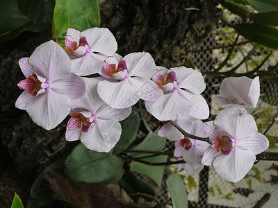 一枝有热带兰花的精细花朵的树枝背景图片