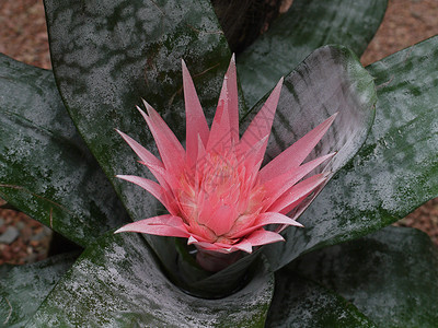 异种粉红乳色 在花朵背景上打开了花朵背景图片