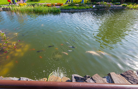 橙 黑和粉红鱼 在水池的顶部游背景图片