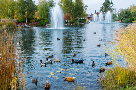 穿来游去一群多色鸭子在喷泉里游来游去背景