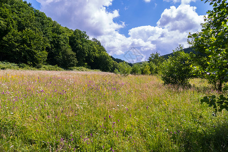 有野花的草地在蓝天空下 有白云 盛开的黄花和紫花背景