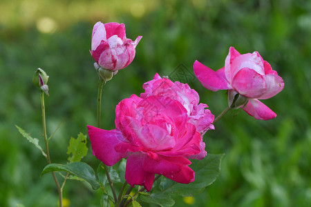在花园的灌木丛中 绿树林里的粉红玫瑰背景图片
