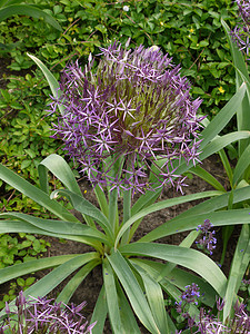 花朵用紫色和绿色长利雅的小花瓣背景图片