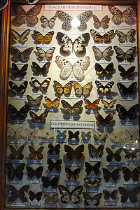 用一束光照着它们 收集的蝴蝶和蝴蝶高清图片