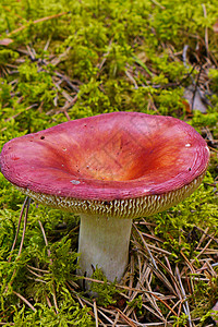 奶蓟粉一大块粉红帽 熟熟的生奶 在厚厚白色的长尾塔上 在树林中的苔之间背景