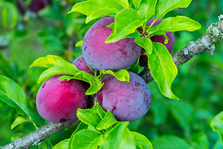 几个紫粉梅子浆果 令人难以置信的美味和健康的水果背景图片