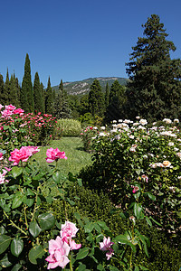 花园跑道在遥远高山背景的公园里 粉红和白玫瑰树丛中背景