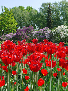 红郁金香花和背景上不同颜色的乳状灌木丛背景图片