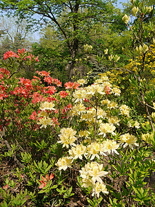 红黄小花瓣 在高树绿树背景下盛着鲜花的灌木背景图片