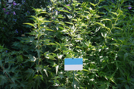 菊蓝目一种草原植物的高根 顶部有花蕾 在液态蓝圆形的背景上背景