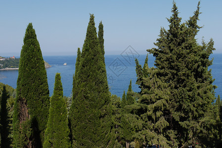 无尽的蓝海 可见于青松树顶端背景图片