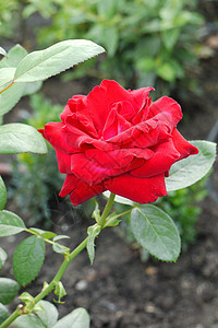 花皇后 美丽的红红玫瑰 在高跟鞋上与g高清图片