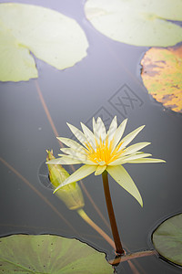 五颜六色的花的背景图片季节植物植物群生长宏观紫色粉色花束花瓣背景图片