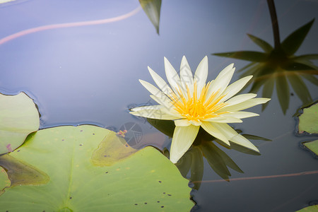 五颜六色的花的背景图片紫色季节花瓣宏观粉色植物群花束生长植物背景图片