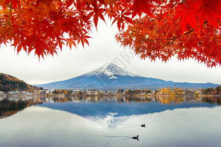 日本川口子湖的秋季山和藤山季节旅行樱花风景火山旅游公吨树叶反射地标背景图片