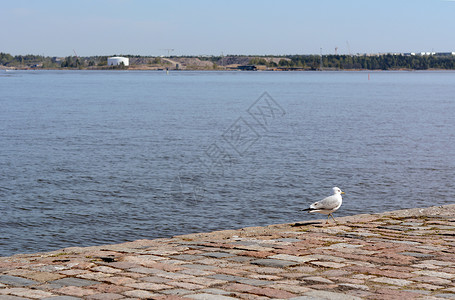 孤海鸥站在铺面码头上高清图片