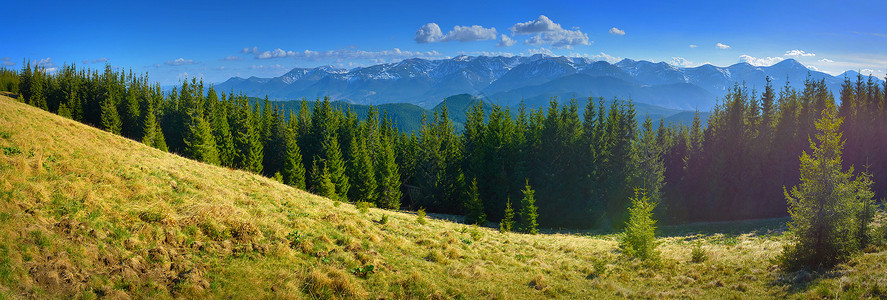 山地全景草地雪山阳光旅行森林阳光照射晴天针叶林游览高山背景图片