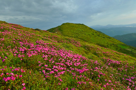 夏季山丘的粉红罗多登峰高原季节游览阳光照射草甸植物阳光王国植被小径背景图片