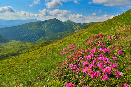 夏季山丘的粉红罗多登峰远足高山山脉旅行阳光植被游览植物群旅游高原背景图片