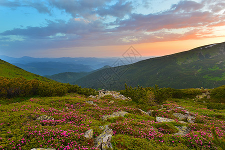 夏季山丘的粉红罗多登峰植被草甸山脉游览远景植物群日落辉光高山天空背景图片