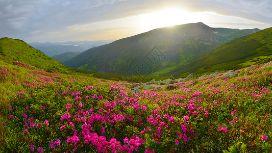 夏季山丘的粉红罗多登峰植物太阳地方小径季节观赏远足高山远景草甸背景图片