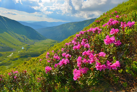 遥远的山丘夏季山丘的粉红罗多登峰植物远景天空旅行峡谷旅游高山草地山脉高原背景