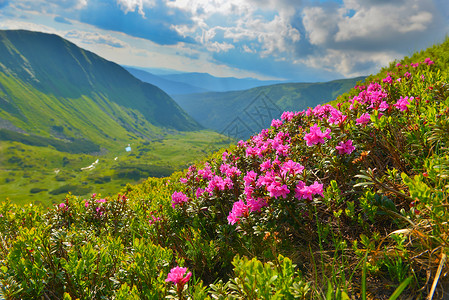 登峰者夏季山丘的粉红罗多登峰高山山脉植物群草甸远景游览天空植被地方植物背景