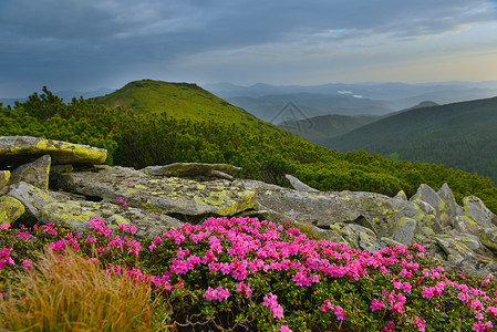登峰者夏季山丘的粉红罗多登峰高原石头高山地方阳光天空小径植物群王国旅行背景