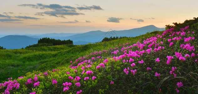 登峰者夏季山丘的粉红罗多登峰植物阳光草地高地远景天空观赏高原山脉植物群背景