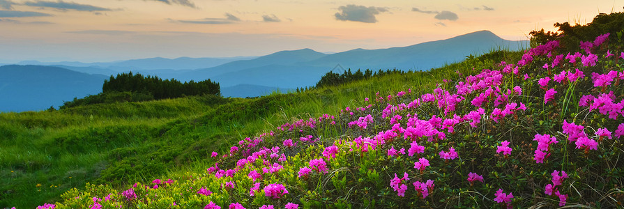 夏季山丘的粉红罗多登峰高山植物季节小径植被旅行山脉草地地方阳光背景图片