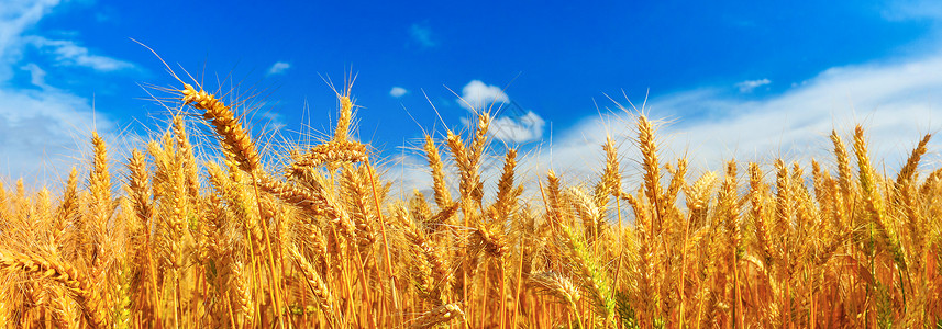 夏季麦田成熟全景阳光植物群种粮农业农场生长场地土地收成背景
