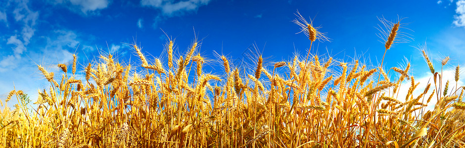 夏季麦田成熟植物栽培植被农业粮食收成种粮生长植物群谷物背景