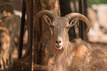 布隆方丹男Barbary羊 Ammotragus小绵羊沙鼠野生动物晴天大都会哺乳动物棕色男性背景