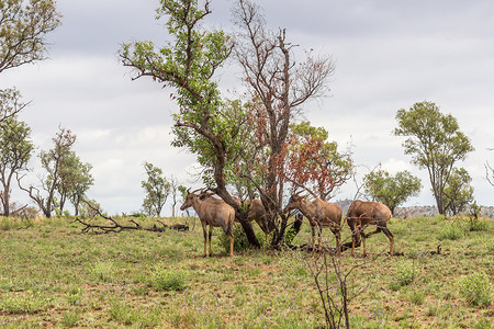 普法羚羊国家大草原荒野公园哺乳动物月亮食草动物草原背景图片