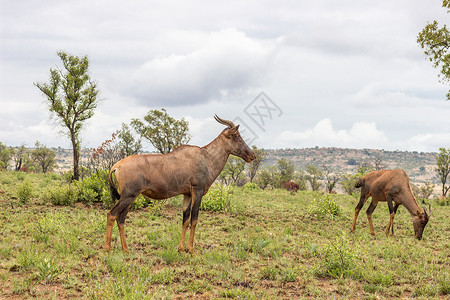普法大草原动物哺乳动物野生动物国家公园食草荒野羚羊草原背景图片