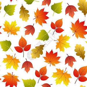 矢量无缝图案 有秋叶红色叶子橡木森林季节插图静脉植物风格纺织品背景图片