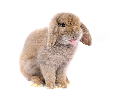 法国垂耳兔白色背景的露兔主题水平宝宝兔子耳朵生物哺乳动物脊椎动物家畜工作室背景