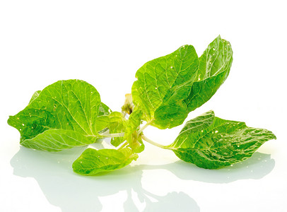 白色背景上的菠菜蔬菜叶子植物学植物食物绿色沙拉多叶背景图片