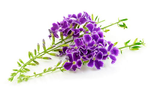 紫色花朵 白白孤立白色植物学植物生长光合作用花园植物群园艺生物学背景图片