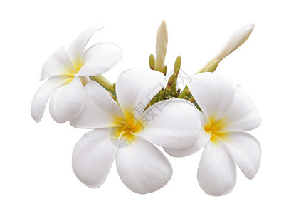 孤立的白本白本底花朵热带亚热带花朵黄色香味花瓣邀请函温泉卡片茉莉花背景图片